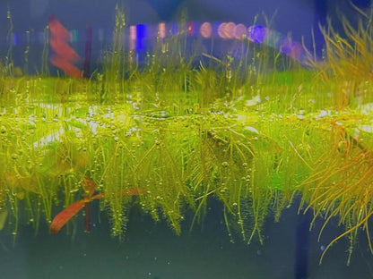 Duckweed and Salvinia Minima - Easy Live Aquarium Plant (4oz Portion)