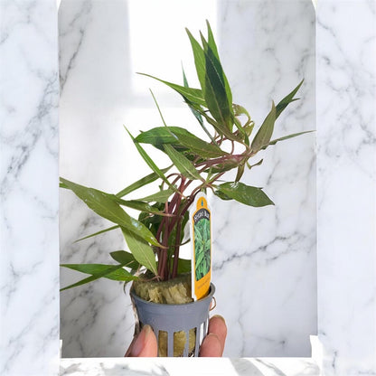 Beginner Aquarium Plant Variety Bundle: Live Freshwater Aquascape