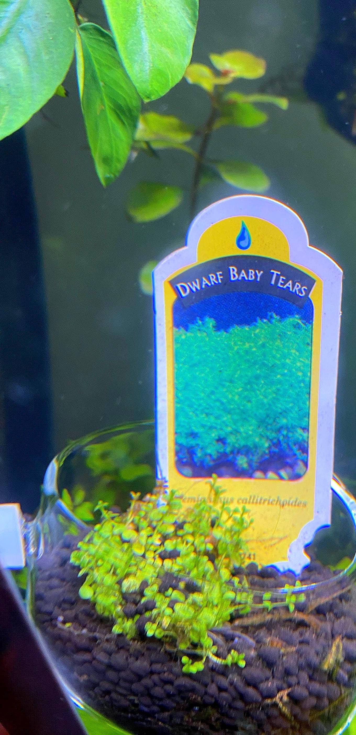 Dwarf Baby Tears (HC Cuba)-  Live Aquarium plant: Foreground Plant