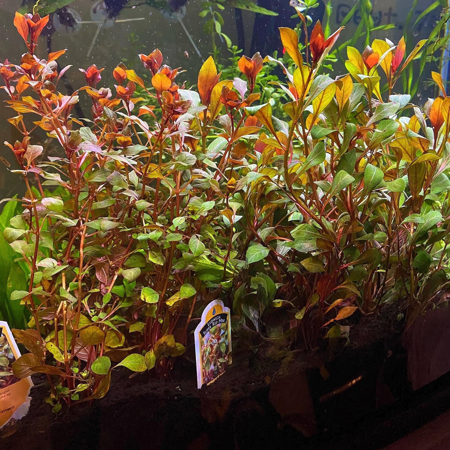 Pick your Own Beginner, Fast Growing Plant Bundle - You choose plants and bundle size!