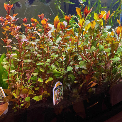 Pick your Own Beginner, Fast Growing Plant Bundle - You choose plants and bundle size!