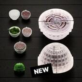 Flame Moss (Taxiphyllum sp. 'Flame') Portion - Live Aquarium  Plant - Low Maintenance