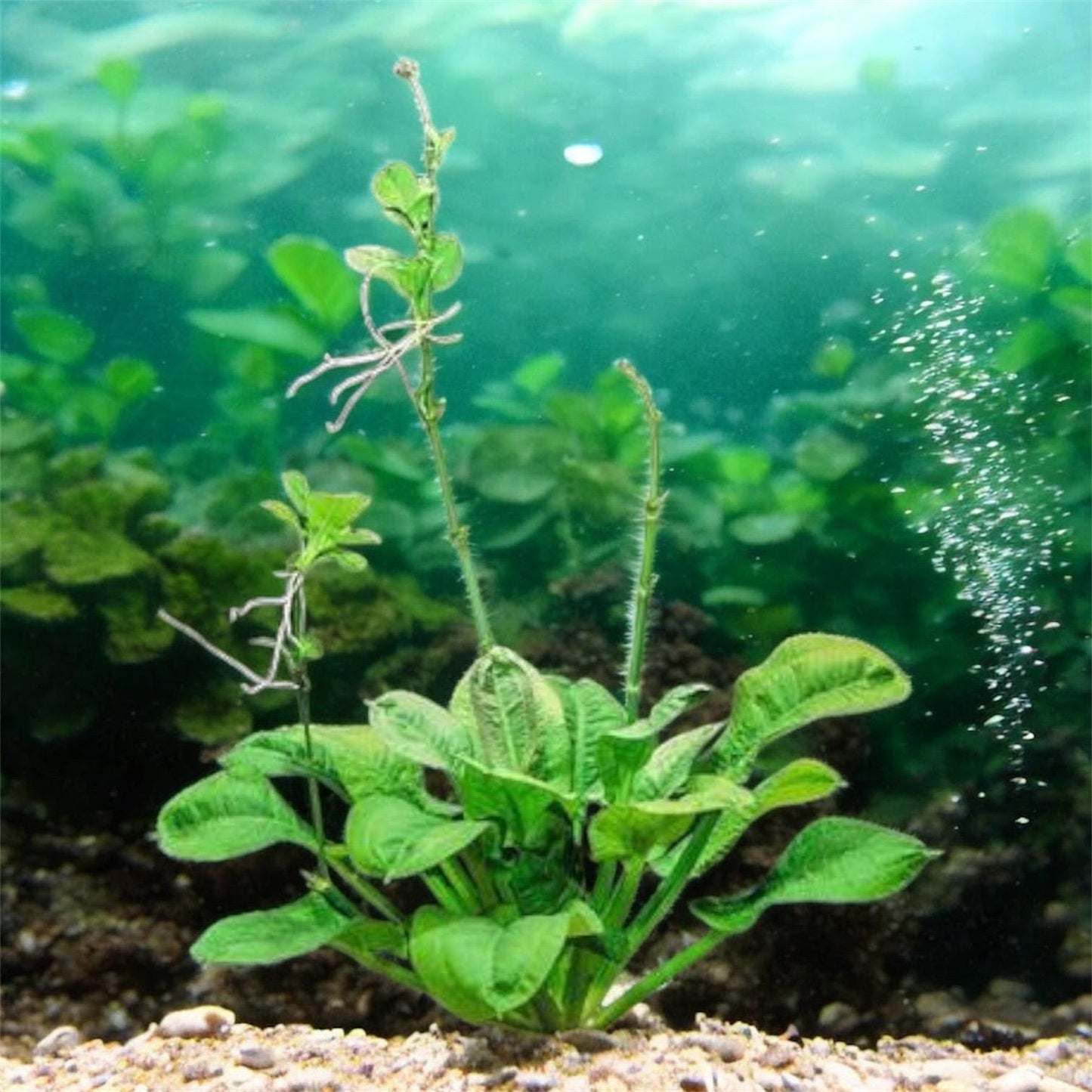 Rosette Sword Plant - Beginner Live Aquarium Plant