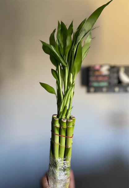 8 Inch Lucky Bamboo Plant – Live Indoor Houseplant | Easy Care - Feng Shui Bamboo, Aquarium or Vase Decor