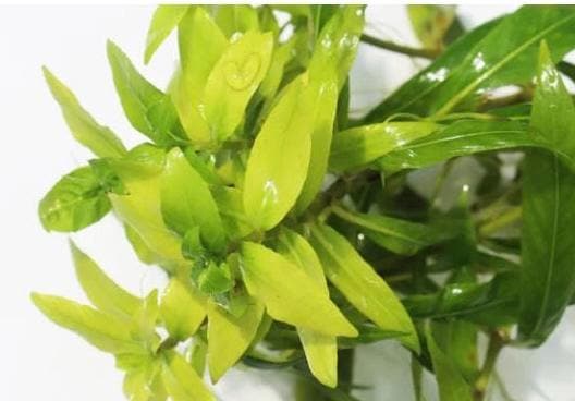 Hygrophila Salicifolia - Live Aquarium Plant - Beginner Plant - Background aquarium plant