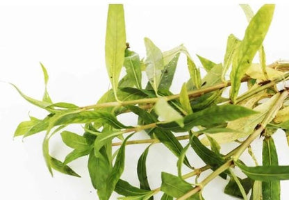 Hygrophila Salicifolia - Live Aquarium Plant - Beginner Plant - Background aquarium plant