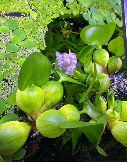 Water Hyacinth (Eichhornia crassipes)  Live Floating Aquarium & Pond Plant | Fast Growing, Natural Shade - Nitrate Control