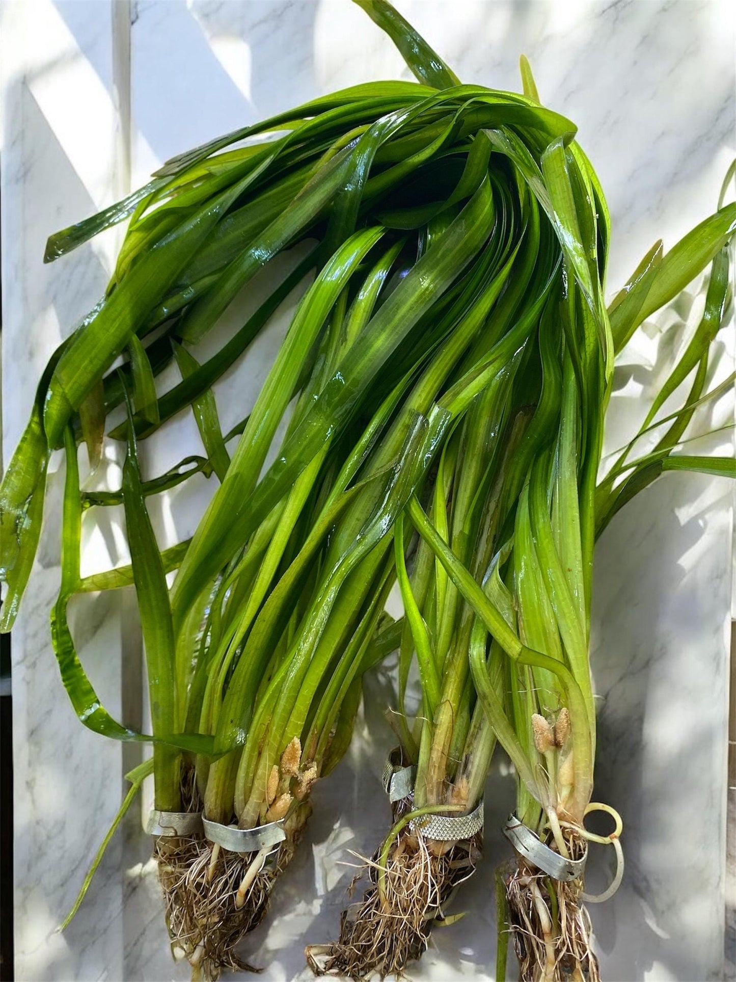 Aquatic Plant 6 Pack Bundle of Your choice! - Beginner Aquarium Plants