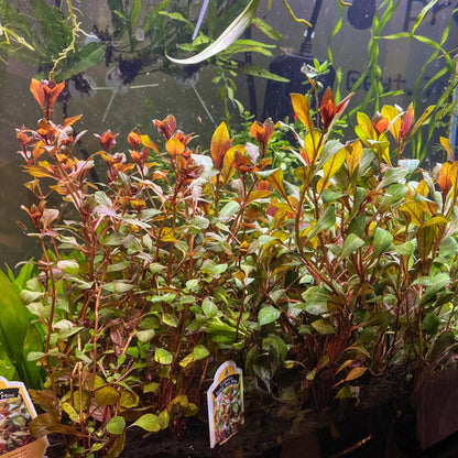 Aquatic Plant 6 pack Bundle of Your choice! - Beginner Aquarium Plants