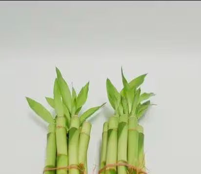 🎋 Lucky Bamboo (8in) – Easy-Care Live Plant for Aquariums or Home Décor