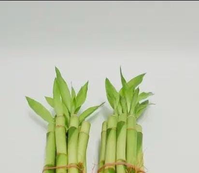 8 Straight Lucky Bamboo Stalk - 2 Pack Bundle - Live Aquarium Plant - Beginner Plant