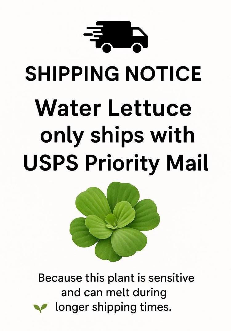 Dwarf Water Lettuce - Live Floating Aquarium Plant