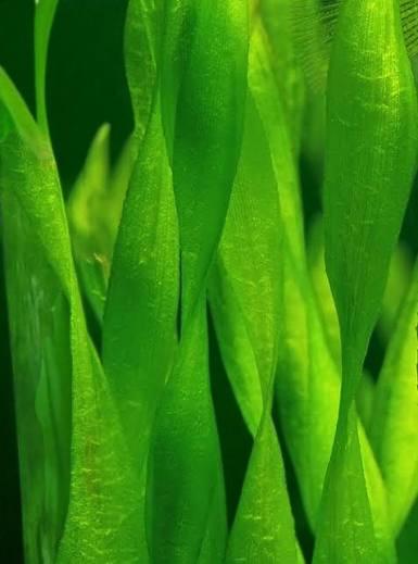 Corkscrew Jungle Vallisneria (Vallisneria contortionist / spiralis var. contorta) Live - Beginner Aquarium Plant