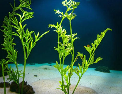 Watersprite Fern (Ceratopteris thalictroides) - Live Aquarium Plant - Fast Growing Beginner Plant
