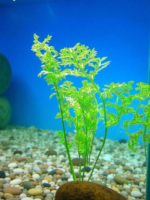 Watersprite Fern (Ceratopteris thalictroides) - Live Aquarium Plant - Fast Growing Beginner Plant