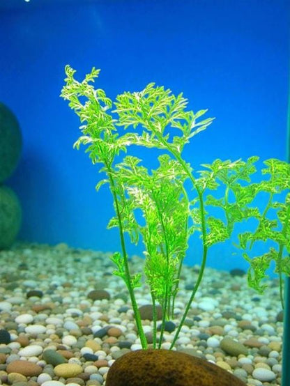 Watersprite Fern (Ceratopteris thalictroides) - Live Aquarium Plant - Fast Growing Beginner Plant
