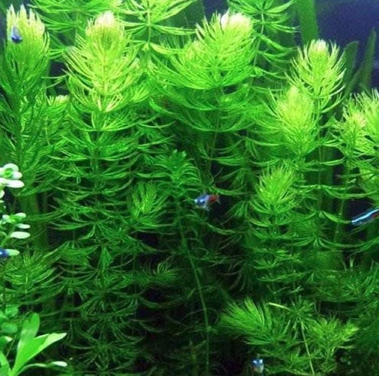 🌿 Hornwort & Guppy Grass Combo – Easy, Fast-Growing Aquarium Plants for Natural Tanks
