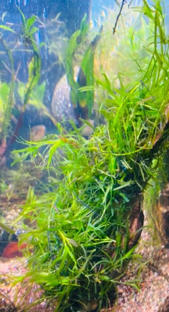 Hornwort and Guppy grass - Live Beginner Plants - Shrimp Starter Bundle