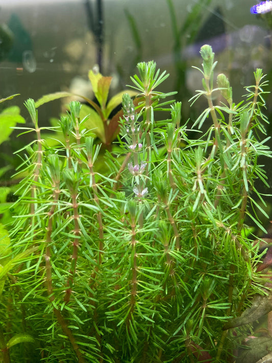 Rotala Wallachi - Live Aquarium Plant - Beginner Plant