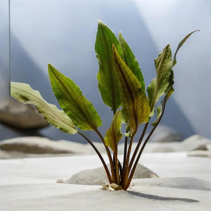 Cryptocoryne Wendtii ‘Brown’ bundle pack  (x3 Plants)  – Hardy, Easy Live Aquarium Plant
