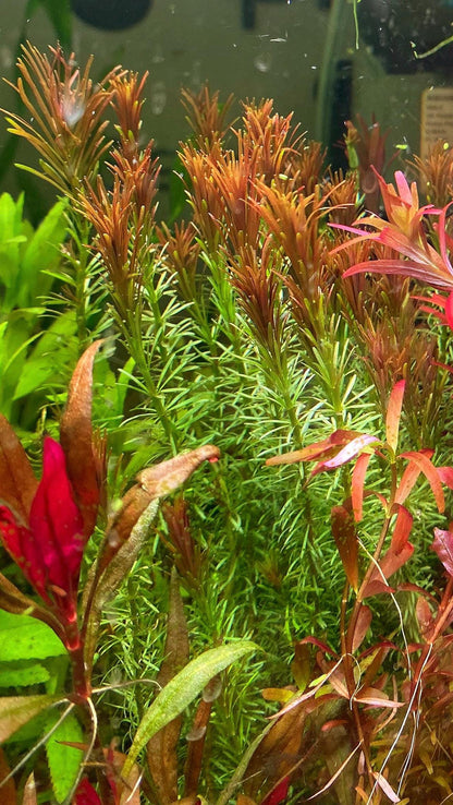 Rotala Wallachi - Live Aquarium Plant - Beginner Plant