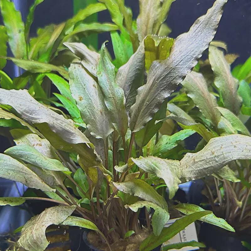 Beginner Aquarium Plant Variety Bundle: Live Freshwater Aquascape