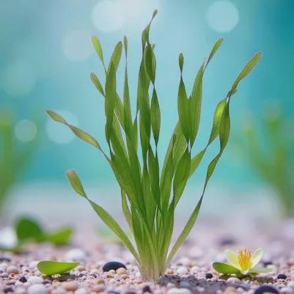 Aquatic Plant 6 pack Bundle of Your choice! - Beginner Aquarium Plants