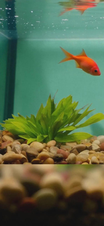 Aquatic Plant 6 Pack Bundle of Your choice! - Beginner Aquarium Plants