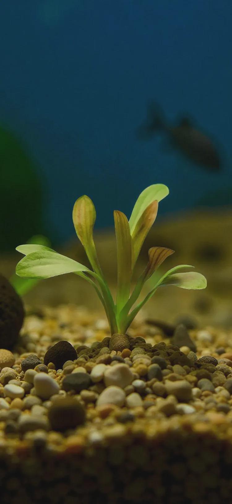 Aquatic Plant 6 pack Bundle of Your choice! - Beginner Aquarium Plants