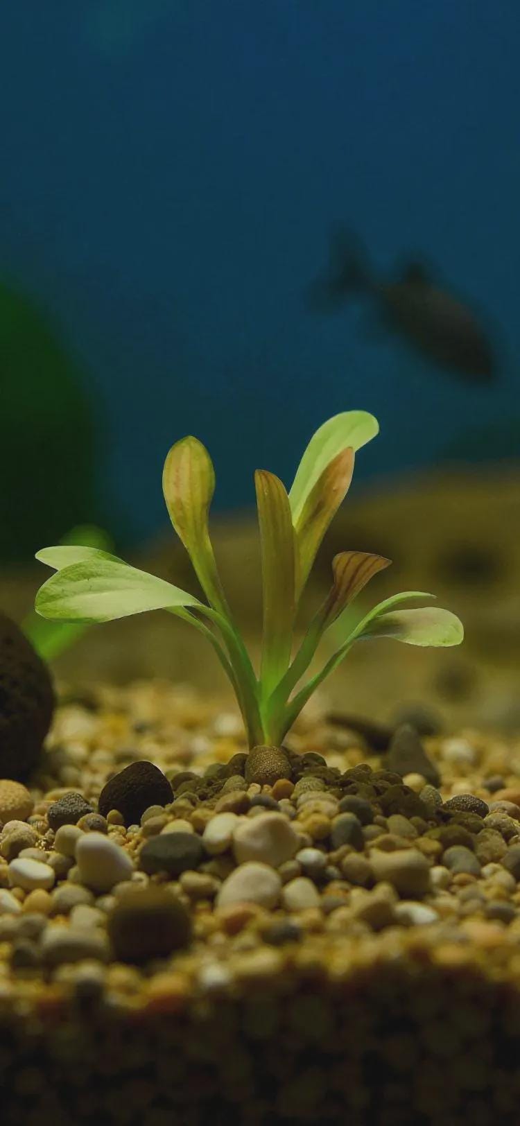 Beginner Aquarium Plant Variety Bundle: Live Freshwater Aquascape