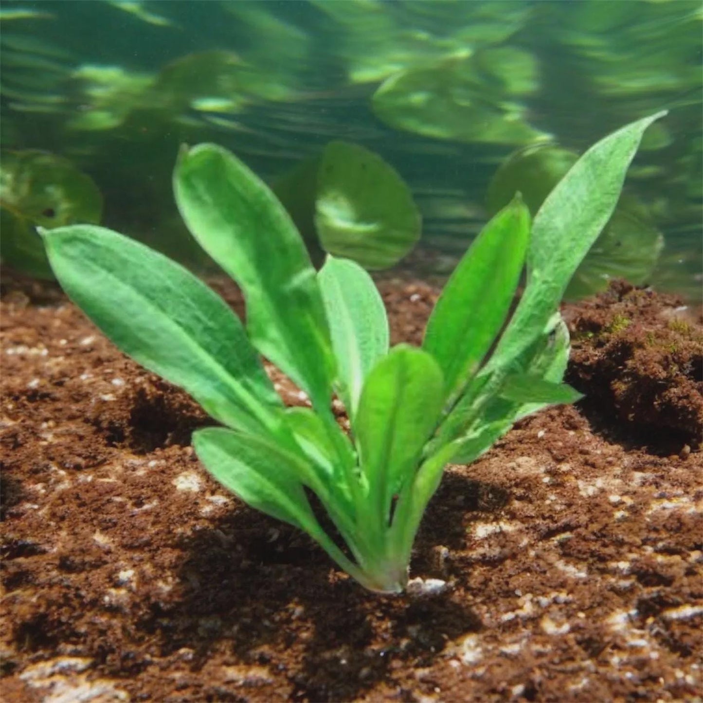 Aquatic Plant 6 pack Bundle of Your choice! - Beginner Aquarium Plants