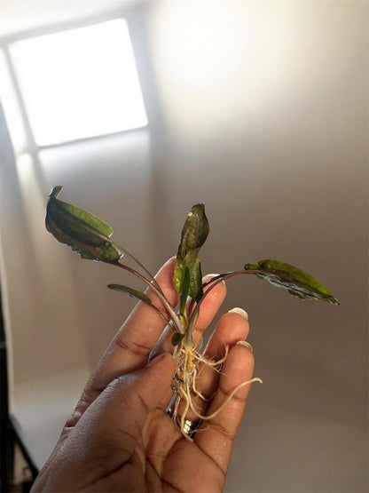 Cryptocoryne Wendtii ‘Brown’ bundle pack  (x3 Plants)  – Hardy, Easy Live Aquarium Plant
