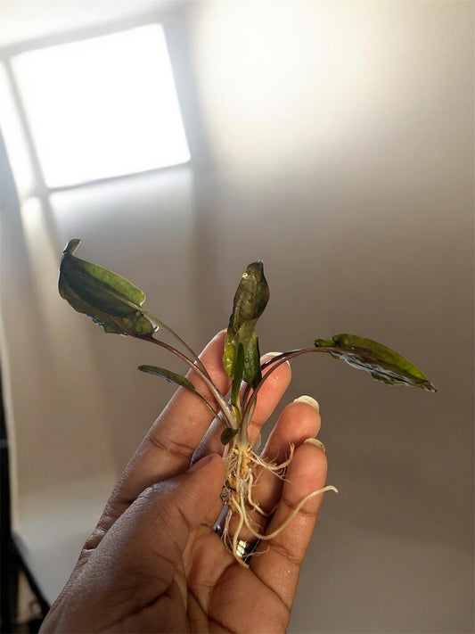 Cryptocoryne Wendtii ‘Brown’ bundle pack  (x3 Plants)  – Hardy, Easy Live Aquarium Plant