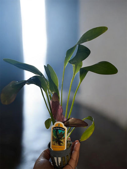 Red Rubin Sword Plant – Live Potted Beginner Aquarium Plant