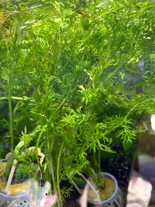 Watersprite Fern (Ceratopteris thalictroides) - Live Aquarium Plant - Fast Growing Beginner Plant