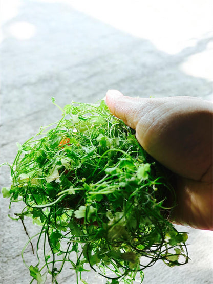 Hydrocotyle Tripartita (Japan): Live Aquarium Plant - Beginner plant -Beautiful versatile plant