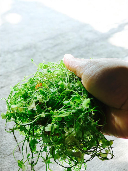 Hydrocotyle Tripartita (Japan): Live Aquarium Plant - Beginner plant -Beautiful versatile plant