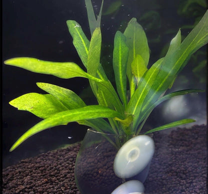 Amazon Sword Compacta (Echinodorus Bleheri) - Live Aquarium Plant