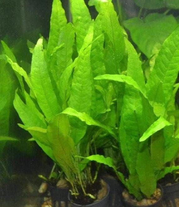 Amazon Sword & Java Fern Live Aquarium Plants | Freshwater Plants | Low Light, Hardy  - Beginner Pack