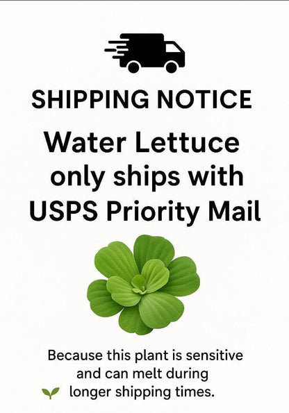 Dwarf Water Lecttuce & Red Root Floater Bundle- Aquarium plants - Beginner Plants
