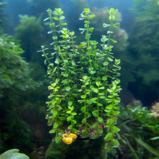 Moneywort Live Aquarium Plant | Bacopa Monnieri Freshwater Stem Plant - Easy Beginner Fish Tank Plant
