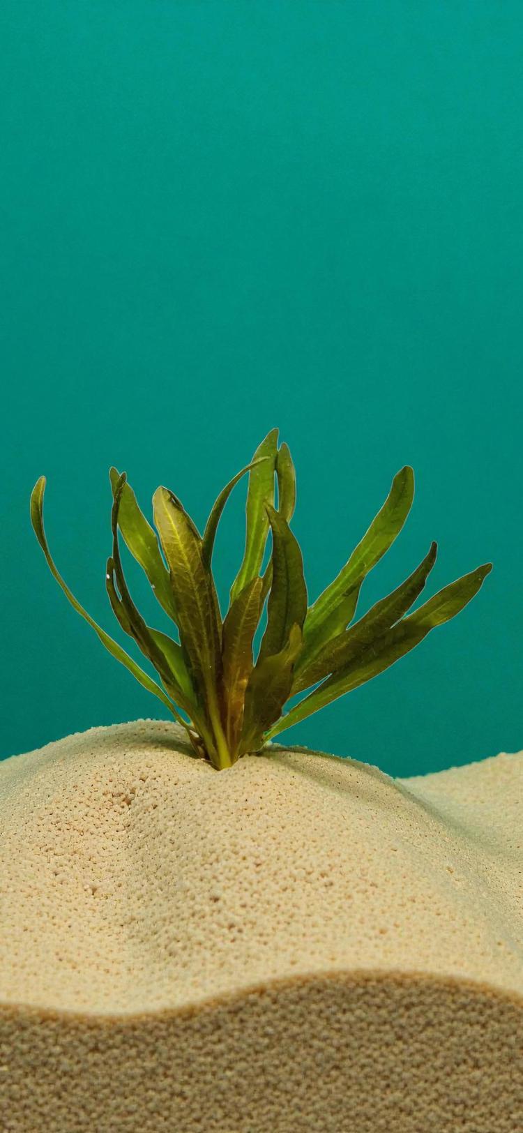 Red Rubin Sword Plant – Live Potted Beginner Aquarium Plant