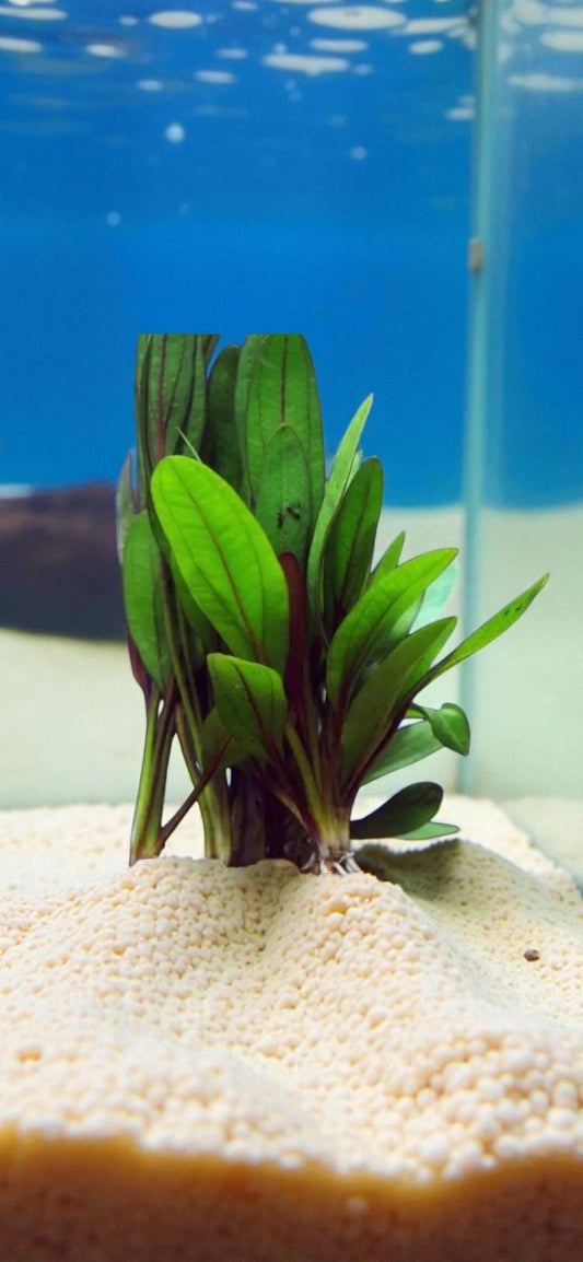 Red Rubin Sword Plant – Live Potted Beginner Aquarium Plant