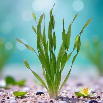 Corkscrew Jungle Vallisneria (Vallisneria contortionist / spiralis var. contorta) Live - Beginner Aquarium Plant