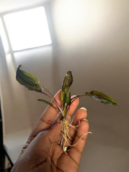 Cryptocoryne Bundle Pack  Undulata + Wendtii Brown + Wendtii Red | Live Aquarium Plants | Beginner Plant