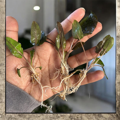 Cryptocoryne Bundle Pack  Undulata + Wendtii Brown + Wendtii Red | Live Aquarium Plants | Beginner Plant