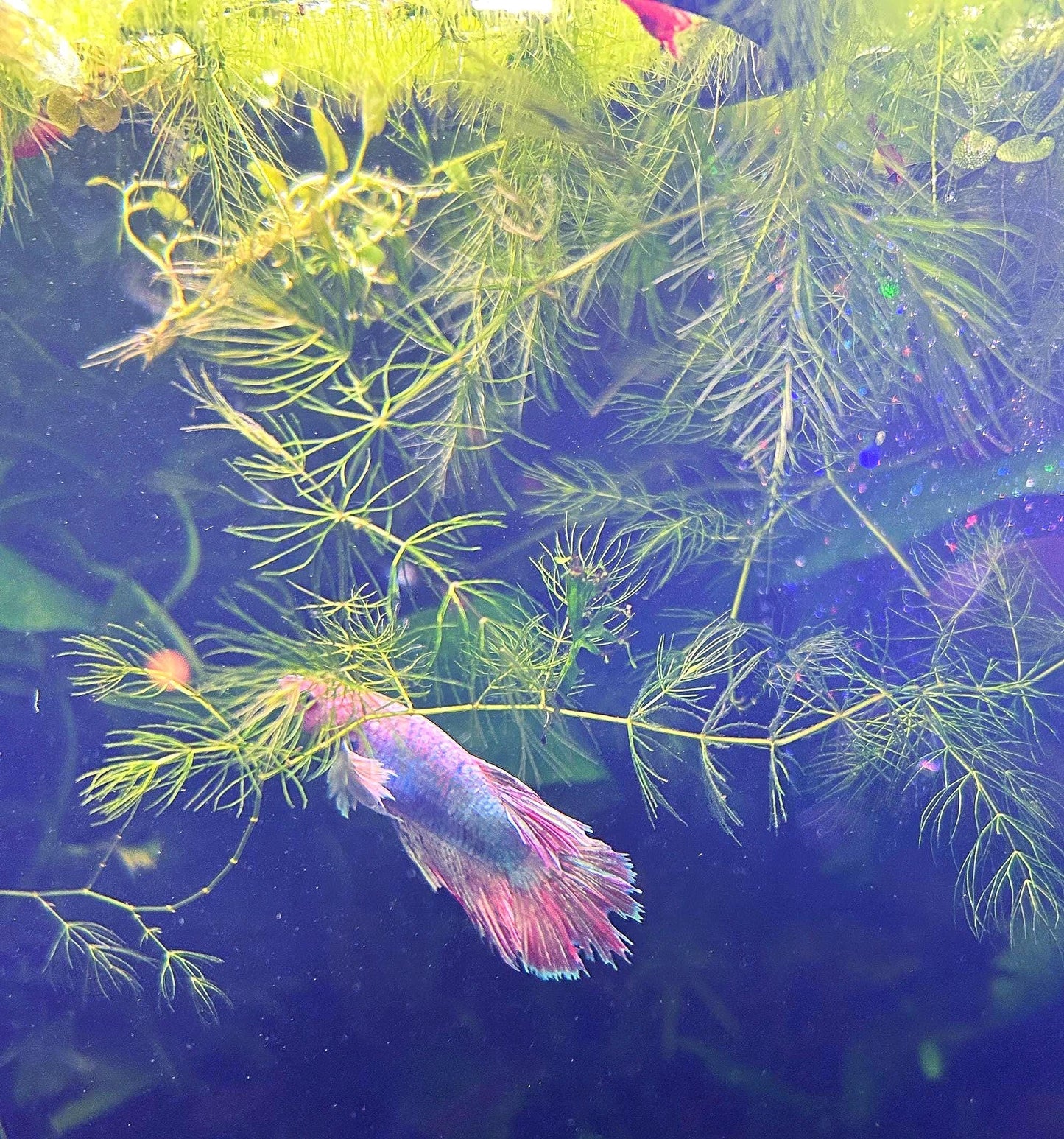 Hornwort and Guppy grass - Live Beginner Plants - Shrimp Starter Bundle