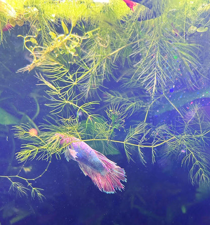 Hornwort and Guppy grass - Live Beginner Plants - Shrimp Starter Bundle