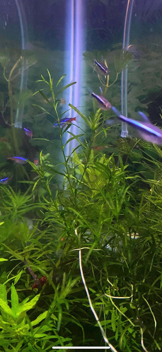 Guppy Grass - Live Beginner Plant | Fast Growing Plant | Natural Cover for nano fish, Shrimp & Fry | Floating or Rooted Plant