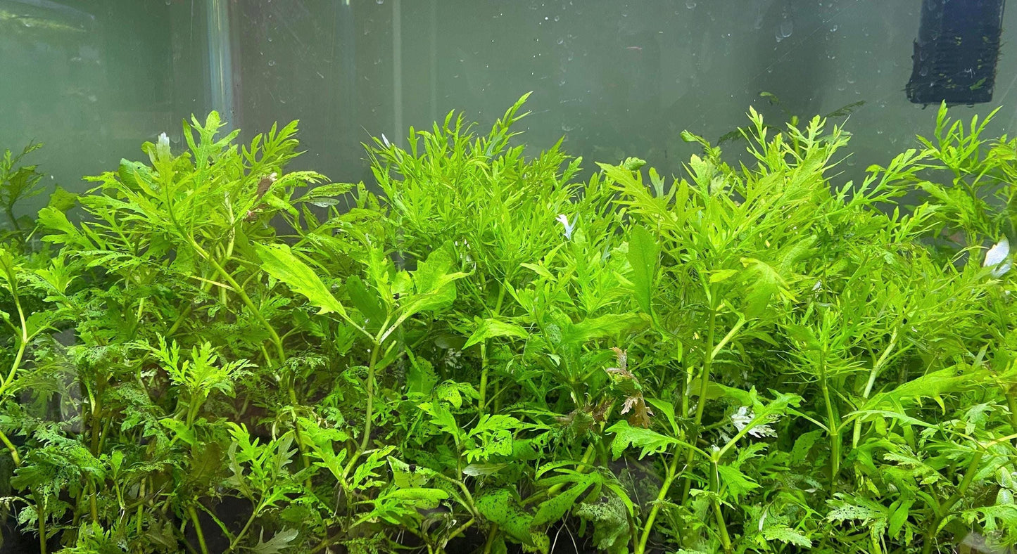Assorted Beginner Aquarium Plant Bundle - 4 pack - Shrimp and betta tank - Green plants